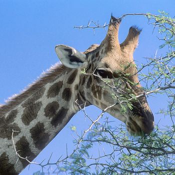 Giraffe, (Giraffa camelopardalis), Africa, Namibia, Oshikoto, Etosha National Park