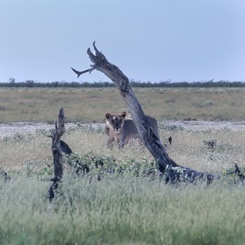 Lion, (Panthera leo), Africa, Namibia, Oshikoto, Etosha National Park