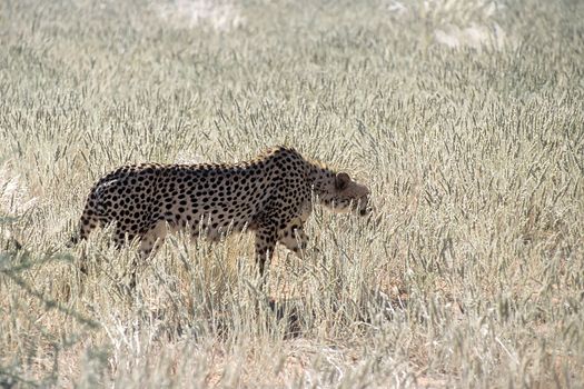 Cheetah (Acinonyx jubatus), Africa, Namibia, Hardap, Kalahari