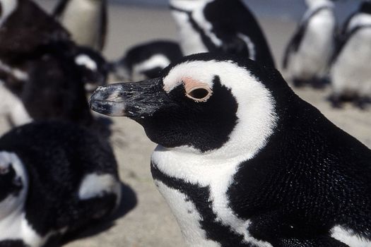 Jackass Penguin (Spheniscus demersus), Simon's Town, Western Cape, South Africa