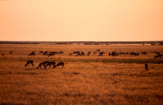 Springbok (Antidorcas marsupialis), Central Kalahari Game Reserve, Ghanzi, Botswana, Africa