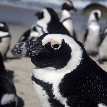 Jackass Penguin (Spheniscus demersus), Simon's Town, Western Cape, South Africa