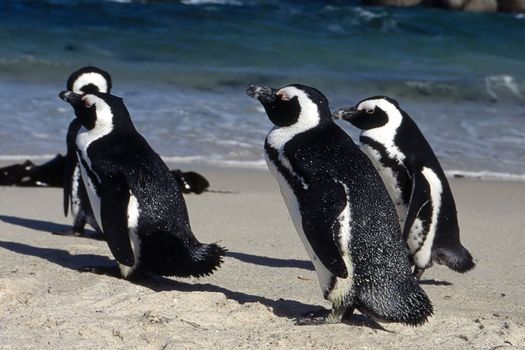 Jackass Penguin (Spheniscus demersus), Simon's Town, Western Cape, South Africa