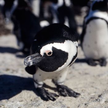 Jackass Penguin (Spheniscus demersus), Simon's Town, Western Cape, South Africa