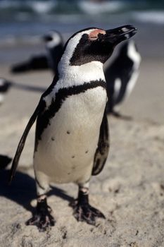 Jackass Penguin (Spheniscus demersus), Simon's Town, Western Cape, South Africa