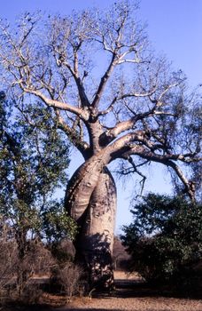 Baobab in Love, Giant Baobab,Avenue du Baobab, Morondava, Madagascar, Africa