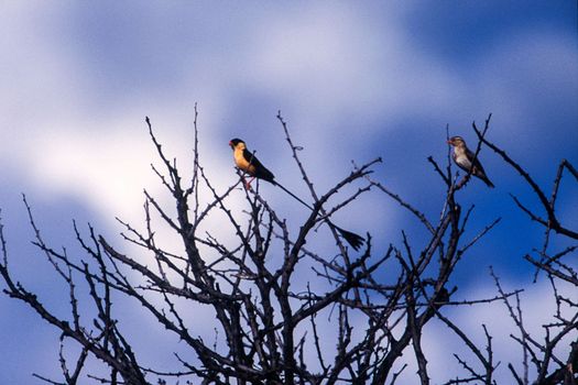 Shaft-Tailed Whydah (Vidua regia), Central Kalahari Game Reserve, Ghanzi, Botswana, Africa