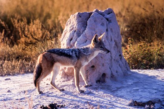Black Backed Jakal (Canis mesomelas), Central Kalahari Game Reserve, Ghanzi, Botswana, Africa