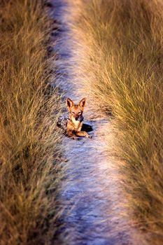 Black Backed Jakal (Canis mesomelas), Central Kalahari Game Reserve, Ghanzi, Botswana, Africa