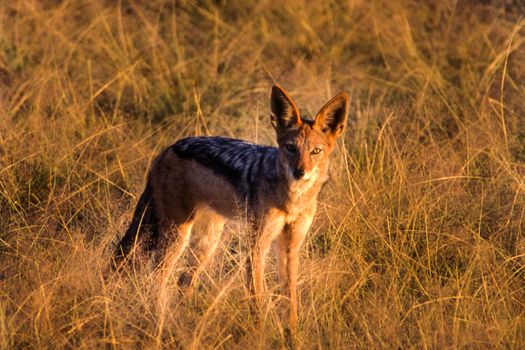 Black Backed Jakal (Canis mesomelas), Central Kalahari Game Reserve, Ghanzi, Botswana, Africa