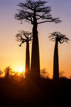 Giant Baobab in Avenue du Baobab, Morondava, Madagascar, Africa