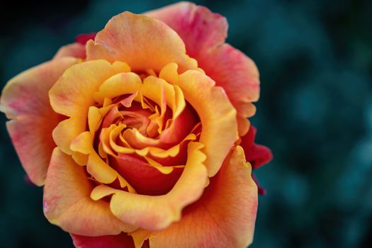 Beautiful Rose and Rosebuds in Rose Garden, Close Up, Selective Focus