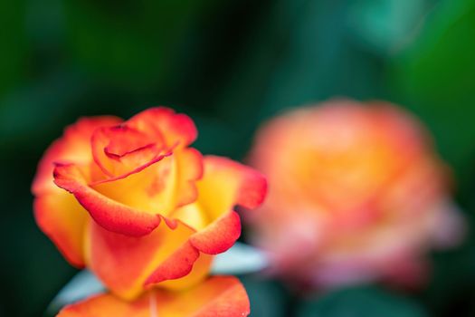 Beautiful Rose and Rosebuds in Rose Garden, Close Up, Selective Focus