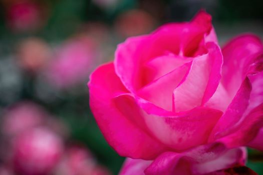 Beautiful Rose and Rosebuds in Rose Garden, Close Up, Selective Focus