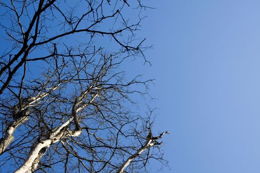 bare tree branch and sky at autumn