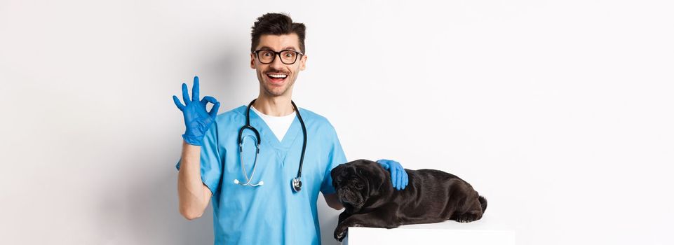 Happy male doctor veterinarian examining cute black dog pug, showing okay sign in approval, satisfied with animal health, standing over white background.