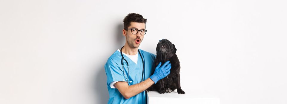 Handsome young veterinarian doctor scratching cute black pug, pet a dog, standing in scrubs over white background.