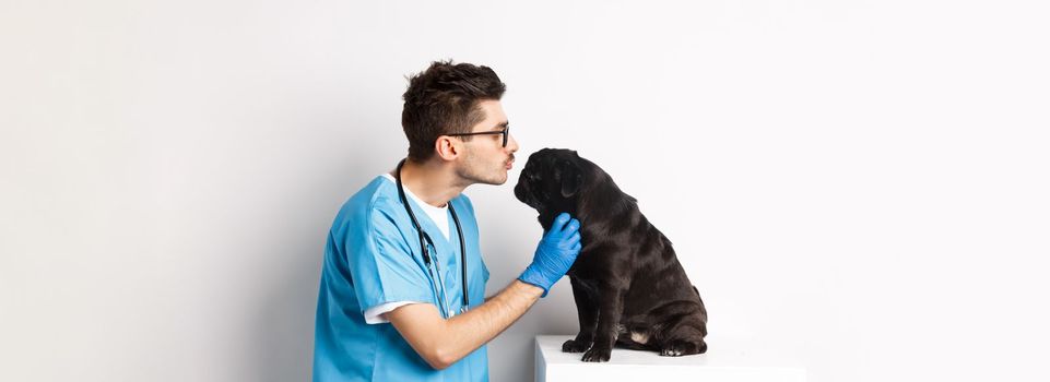 Handsome doctor veterinarian examining black pug, vet kissing and petting cute dog, white background.