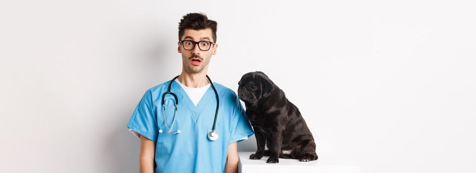 Handsome doctor veterinarian staring at camera surprised, small black dog pug sitting and waiting for examination in vet clinic, white background.