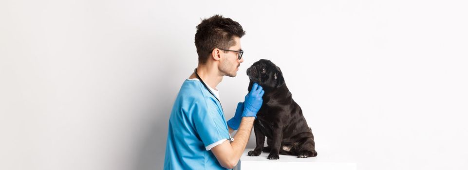 Handsome doctor veterinarian examining cute black pug dog at vet clinic, standing over white background.