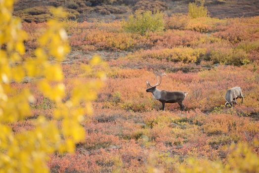 caribou in denali fall color