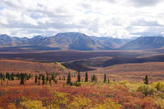 autumn color in denali tundra