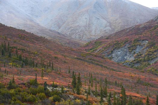 alaskan tundra in autumn