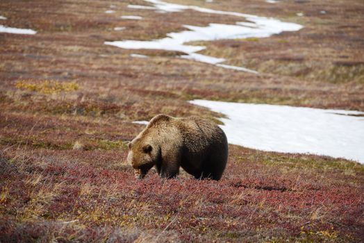 grizzly bear in denali in autumn