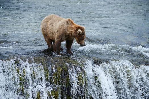 grizzly bear in brooks river hunting for salmon at katmai national park in alaska