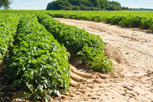 Large potato field with potato plants planted in nice straight rows