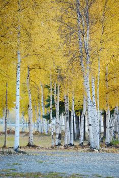 fall color of aspen tree in alaska