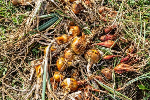 yellow onions and shallots drying in the summer sun in a permaculture garden