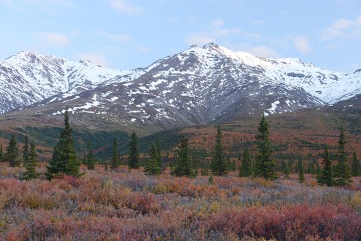 autumn color in denali tundra