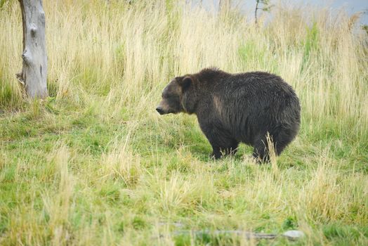 black bear in alaska