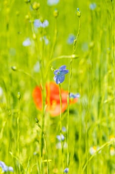 Red poppy flowers on blue flax field