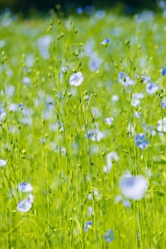 blue flax field closeup at spring shallow depth of field