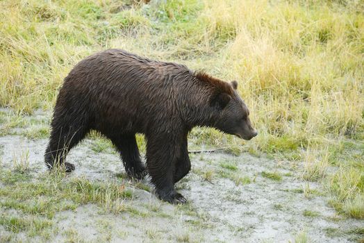 black bear in alaska