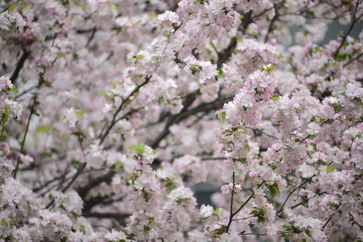 cherry blossom flower in seoul, korea in april