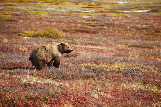 grizzly bear in denali in autumn