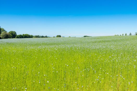 Large field of flax in bloom in spring