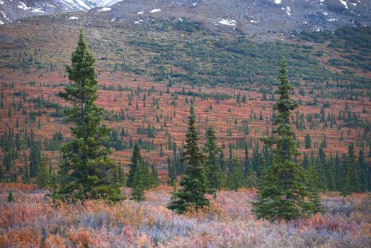 autumn color in denali tundra