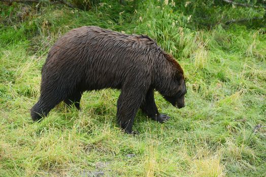 black bear in alaska