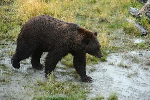 black bear in alaska