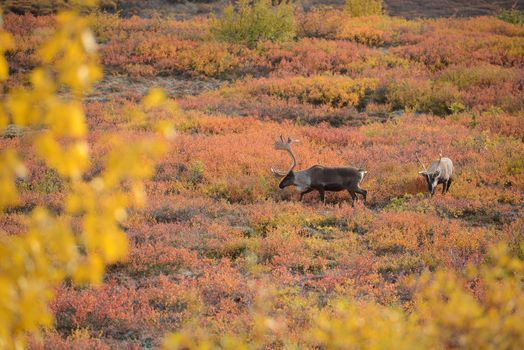 caribou in denali fall color