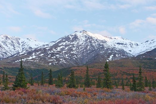 autumn color in denali tundra