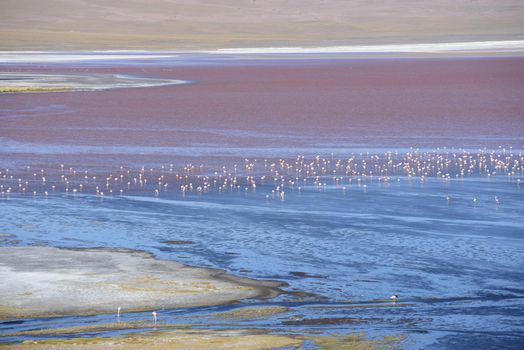 flamingo in red lagoon in high altitude bolivia desert