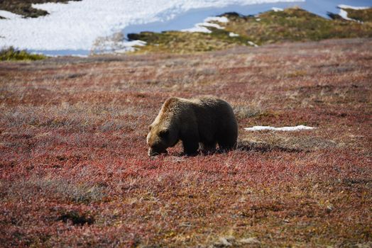 grizzly bear in denali in autumn