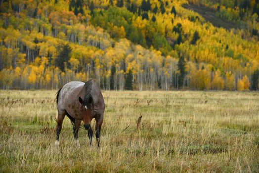 horse with fall color in teton village