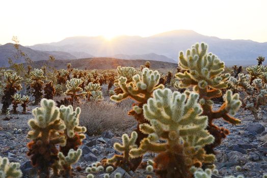 cholla cactus garden from Joshua Tree national park with a warm morning sunlight