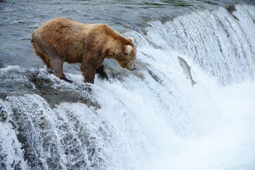 grizzly bear in brooks river hunting for salmon at katmai national park in alaska